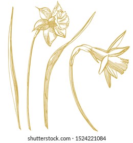 Daffodil or Narcissus flower drawings. Collection of hand drawn black and white daffodil. Hand Drawn Botanical Illustrations