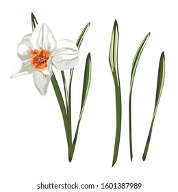 Daffodil or Narcissus flower drawings. Hand drawn black colorful daffodil flower with leaves. Hand Drawn Botanical Illustrations.