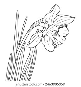 Daffodil or narcissus flower outline. Blooming spring flower vector illustration.