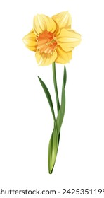 Daffodil on an isolated background in cartoon style. Spring yellow flower for Easter. Beautiful narcissus flower. Vector floral illustration.