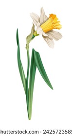 Daffodil on an isolated background in cartoon style. Spring white flower for Easter. Beautiful narcissus flower. Vector floral illustration.