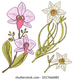 daffodil and orchid with leaves and buds. Wedding flowers in the garden or spring plant. design for package tea or organic cosmetic, card mother day. engraved hand drawn in old sketch. floral bouquet.