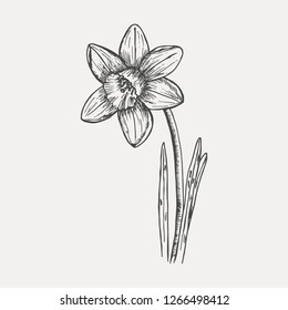 Daffodil - sketch isolated on white background. Hand drawn sketch in vintage engraving style. Botanical vector illustration