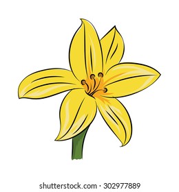 Daffodil Sketchy Colored Vector Illustration 