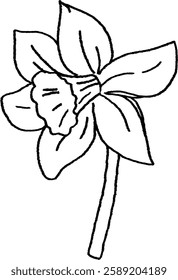 daffodil with soft white petals and yellow center.