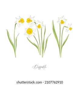 Daffodil spring Easter flower botanical hand drawn vector illustration set isolated on white. Vintage romantic cottage garden florals curiosity cabinet aesthetic print.