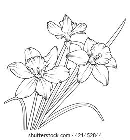 Daffodil spring flower or narcissus isolated on white. Vector illustration.