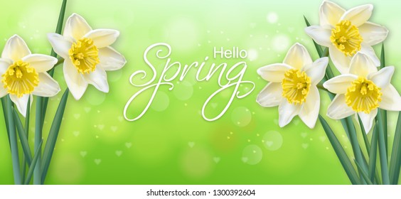 Daffodil spring flowers Vector realistic. Delicate narcissus bouquet illustrations