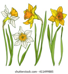 Daffodils, colored vector images.