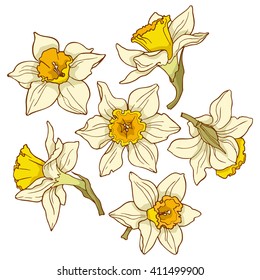 Daffodils, colored vector images.