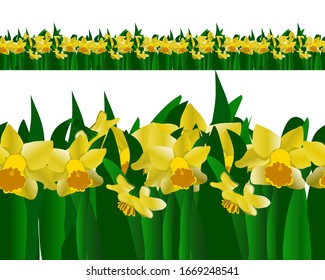 Daffodils endless horizontal banner. Spring repeat border isolated on white background. Vector illustration.