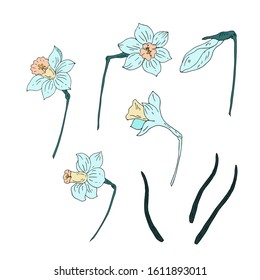 Daffodils flower. Gentle blue set. Vector illustration.