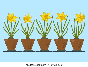 Daffodils in flower pots. Spring flowers. Vector illustration.