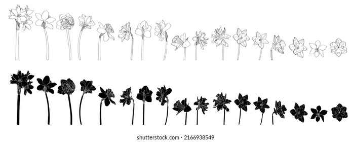 Daffodils florido conjunto grande. Ilustración floral dibujada a mano. Esbozo botánico de tinta negra. Ideal para invitaciones, tarjetas de felicitación, decoración. 
