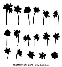 Daffodils flowers big set. Hand drawn floral illustration. Botanical black silhouette. Great for invitations, greeting cards, decor. 