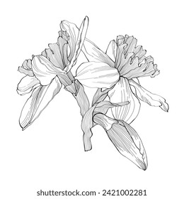 Daffodils flowers bouquet. Black outline hand drawn sketch of narcissus on white. Vector element for Easter and spring floral design, coloring book, tattoo.