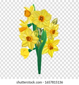 daffodils flowers bouquet realistic image isolated on transparent background