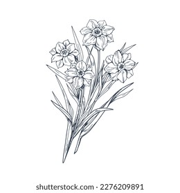Illustration of a daffodil flower, vector sketch pencil art, bouquet floral  coloring page and book isolated on white background clipart. 15800540  Vector Art at Vecteezy