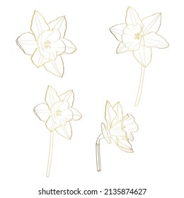 Daffodils flowers drawing. Hand drawn floral set. Botanical golden ink sketch. Great for invitations, greeting cards, decor.