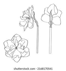 Flores de folletos dibujando. Conjunto floral dibujado a mano. Esbozo botánico de tinta negra. Ideal para invitaciones, tarjetas de felicitación, decoración. 