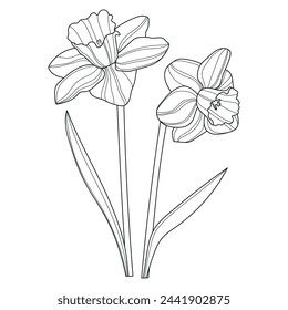 Daffodils. Flowers. Linear flowers. Botany. Abstract linear flowers. Vector illustration of daffodils. Floral coloring page