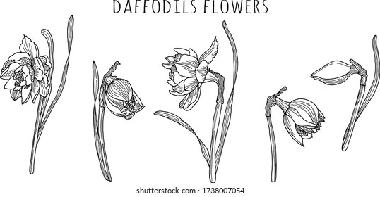 Daffodils flowers. Set of vector hand drawn floral objects. Sketch in black ink. Perfect for touting, invitations, cards, design.