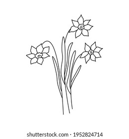 Daffodils flowers. Three narcissus flowers. Black and white vector doodle style illustration