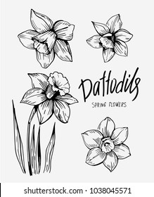 Daffodils hand drawn sketch. Spring flowers. Vector illustration