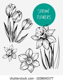 Daffodils hand drawn sketch. Spring flowers. Vector illustration