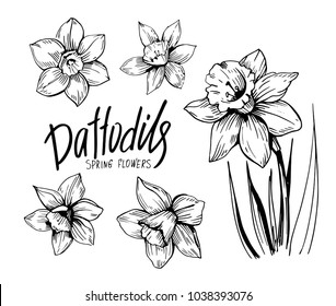 Daffodils hand drawn sketch. Spring flowers. Vector illustration svg