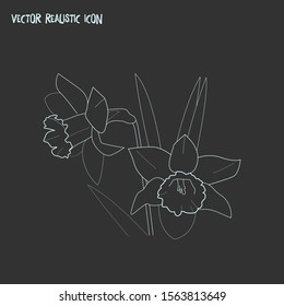 Daffodils icon line element. Vector illustration of daffodils icon line isolated on clean background for your web mobile app logo design.