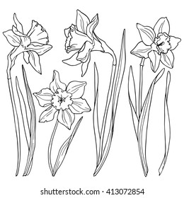 Daffodils, line drawings of flowers.