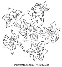 Daffodils, line drawings of flowers.