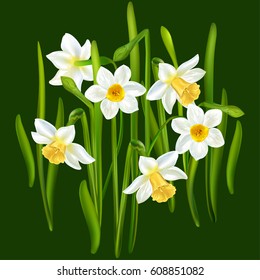 Daffodils. Narcissus. 
