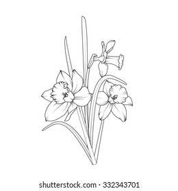 Daffodils narcissus isolated on white background. Spring flowers vector illustration.