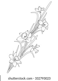 Daffodils narcissus isolated on white background. Spring flowers vector illustration.