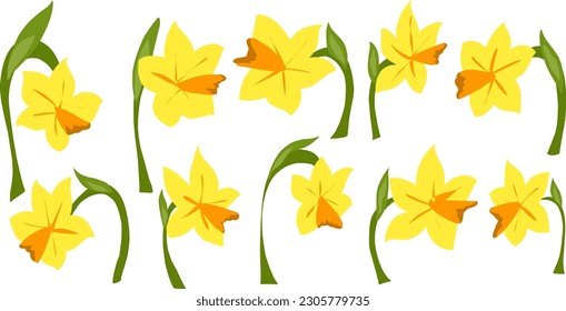 Daffodils, narcissus . Vector set of hand drawn flat style flowers.