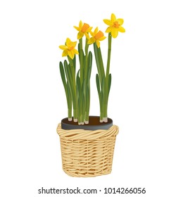 Daffodils on a white background. Vector illustration.