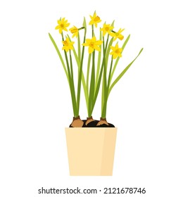 Daffodils on a white background. Vector illustration.