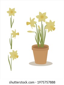 daffodils in a pot and to be used separately