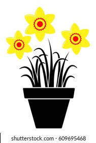 daffodils in pot isolated on white background