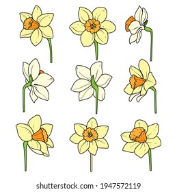 Daffodils separate flowers color variation for coloring page on white background