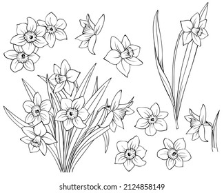 Daffodils set of single buds, plant on stem and bunch of flowers. Black outline hand drawn sketch of narcissus on white. Vector element for Easter and spring floral design, coloring book, tattoo.