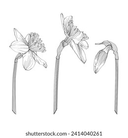 Daffodils set of single buds, plant on stem and bunch of flowers. Black outline hand drawn sketch of narcissus on white. Vector element for Easter and spring floral design, coloring book, tattoo.