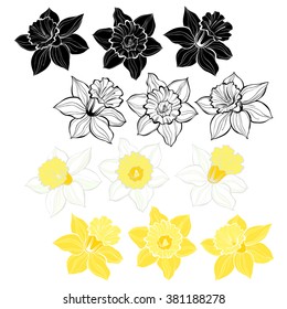 Daffodils.Set of spring flowers narcissus isolated on white background.  Hand drawn vector illustration, sketch. Elements for design.