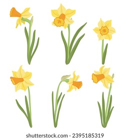 daffodils, spring flowers, vector drawing wild plants at white background, floral elements, hand drawn botanical illustration