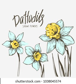 Daffodils. Spring flowers. Vector illustration