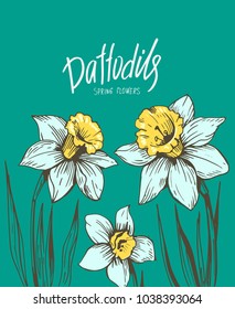 Daffodils. Spring flowers. Vector illustration