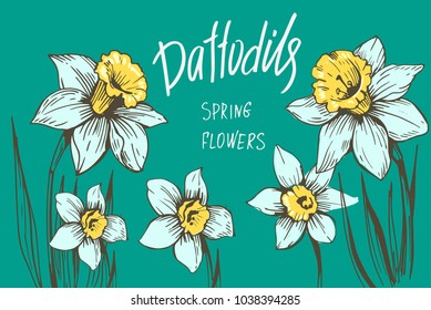 Daffodils. Spring flowers. Vector illustration