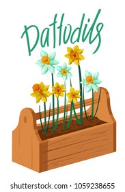 Daffodils. Spring flowers. Vector illustration